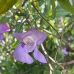 Sigmoidotropis speciosa Flower