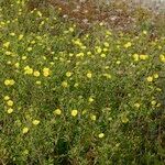 Potentilla intermedia Habitus