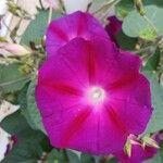 Ipomoea purpurea Blomma