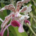 Vanda helvola Flower