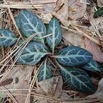 Pyrola picta Leaf