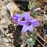 Campanula andrewsii Flower