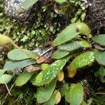 Elaphoglossum spatulatum Habitus
