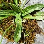 Plantago atrata Blad