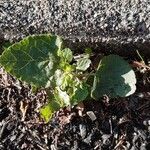 Physalis pubescens Blatt