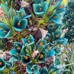 Puya alpestris Květ