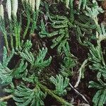 Diphasiastrum alpinum Libunga