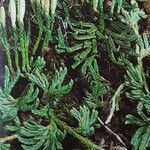 Lycopodium alpinum অভ্যাস