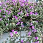 Drosanthemum hispidum Цветок