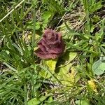 Ajuga pyramidalisFleur