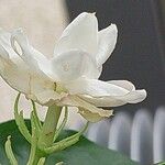 Jasminum sambac Λουλούδι