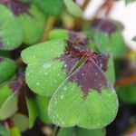 Oxalis tetraphylla Folio