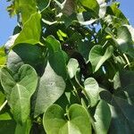 Tinospora cordifolia 葉