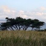 Acacia tortilis Fulla