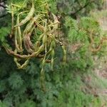 Acacia farnesiana Fruit