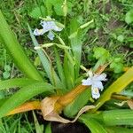 Iris japonica Fleur