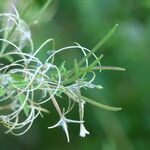 Epilobium roseum Fruchs