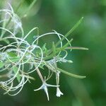 Epilobium roseum Fruit