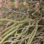 Erica galioides Hoja