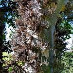 Ficus sycomorus Bark
