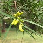 Afrocarpus falcatus Blüte