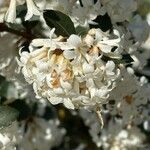 Osmanthus delavayi Virág