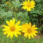 Tithonia diversifolia Blomst