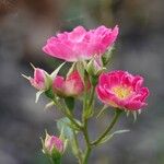 Rosa rubiginosa Habitus