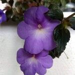 Achimenes longiflora Flor