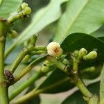 Garcinia densiflora Fruit