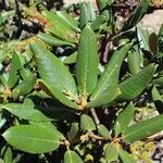 Rhododendron taliense Leaf