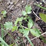 Potentilla intermedia Blad