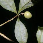 Daphnopsis hammelii