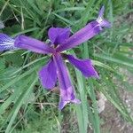 Iris spuria Kwiat
