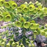 Euphorbia characiasبرگ