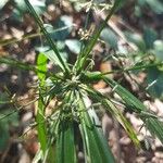 Cyperus laxus Çiçek