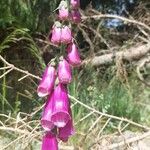 Digitalis purpureaFiore