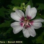 Malva acerifolia Blomst