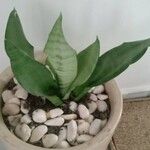 Dracaena hyacinthoides List