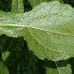 Sigesbeckia jorullensis Leaf