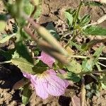 Oenothera speciosa花