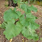 Arctium nemorosumYaprak