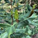 Hedychium greenii Flor