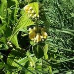 Phlomis russeliana Хабит