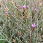 Xeranthemum cylindraceum Kukka