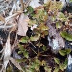 Torenia crustacea Fiore