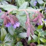 Pulmonaria affinis Квітка