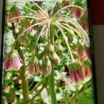 Trifolium reflexum 花