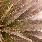 Agave maculata Leaf