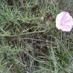 Convolvulus oleifolius Leaf